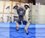 Small #1 Mutt