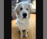 Small #1 Great Pyrenees Mix