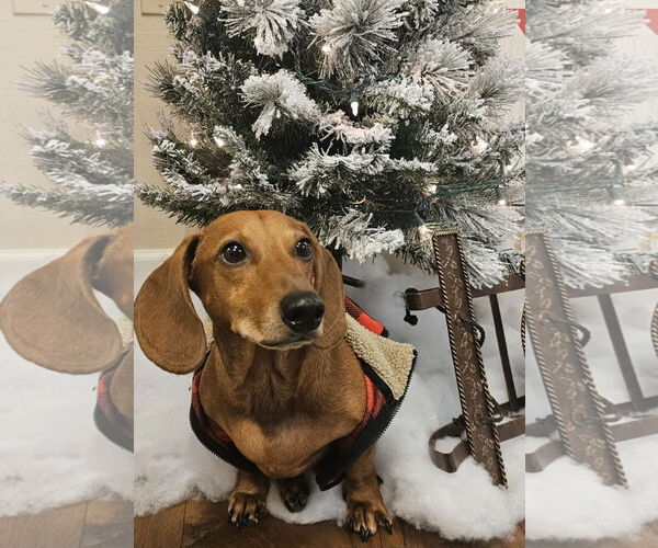 Medium Photo #8 Dachshund Puppy For Sale in Fruitland, SC, USA