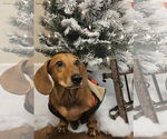 Small #7 Dachshund