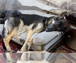 Small #3 German Shepherd Dog