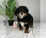 Small Bernedoodle (Miniature)