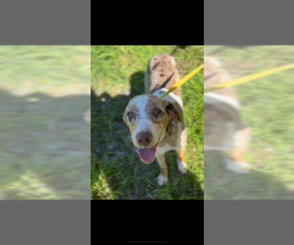 Medium Photo #4 Catahoula Leopard Dog-Unknown Mix Puppy For Sale in Wetumpka, AL, USA