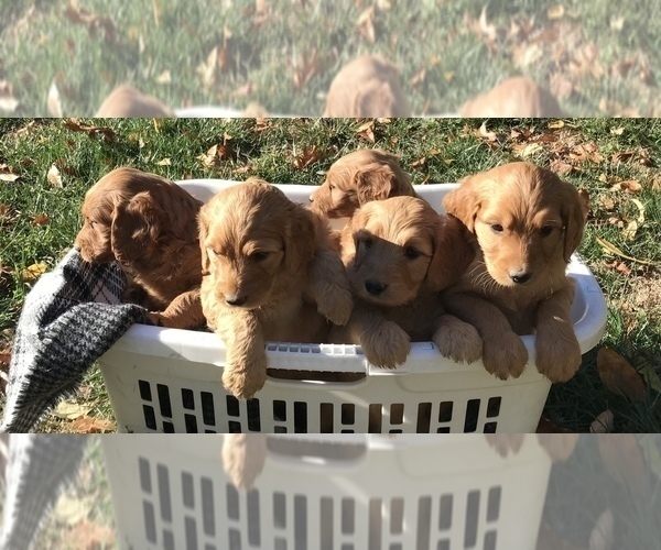 Medium Photo #4 Goldendoodle Puppy For Sale in HARRISONBURG, VA, USA