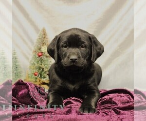 Labrador Retriever Puppy for sale in SHIPPENSBURG, PA, USA
