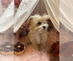 Small Photo #2 Maltipoo Puppy For Sale in SYLMAR, CA, USA