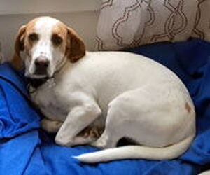 American Foxhound-Basset Hound Mix Dogs for adoption in Deepwater, NJ, USA