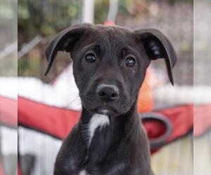 Colonial Cocker Spaniel-Unknown Mix Dogs for adoption in San Diego, CA, USA