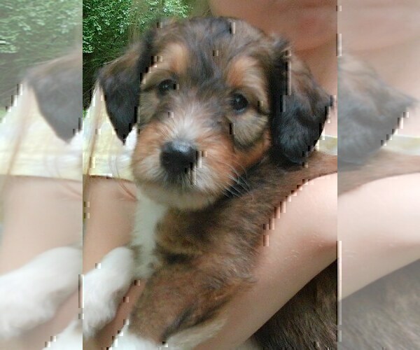 Medium Photo #3 Cadoodle Puppy For Sale in PERU, IN, USA