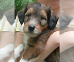 Small #2 Cadoodle