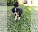 Small Photo #5 Australian Shepherd Puppy For Sale in RIVERSIDE, CA, USA