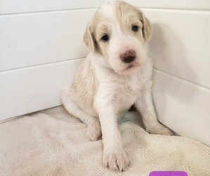 Bernedoodle Puppy for sale in COLUMBIA, MO, USA