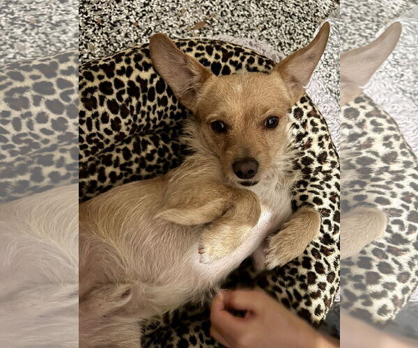 Medium Photo #2 Cocker Spaniel-Jack Russell Terrier Mix Puppy For Sale in Dana Point, CA, USA