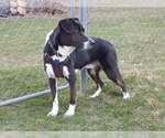 Small #5 Border Collie