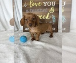 Duke - Male Dachshund Puppy for Sale - Photo #2