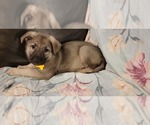 Small Photo #10 German Shepherd Dog Puppy For Sale in ANKENY, IA, USA
