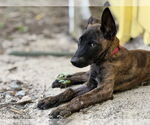 Small #4 Dutch Shepherd  Mix