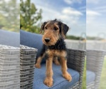 Small #9 Airedale Terrier