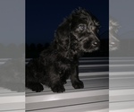 Small Photo #5 Labradoodle Puppy For Sale in BUXTON, ND, USA