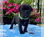 Small #1 Puggle
