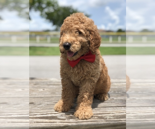 Medium Photo #8 Goldendoodle Puppy For Sale in KISSIMMEE, FL, USA