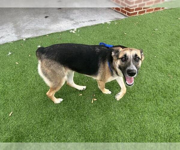Medium Photo #2 German Shepherd Dog-Unknown Mix Puppy For Sale in Grand Prairie, TX, USA