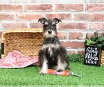 Small #10 Schnauzer (Miniature)