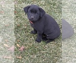 Small #4 Labrador Retriever