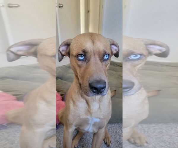 Medium Photo #3 Rhodesian Ridgeback-Unknown Mix Puppy For Sale in Dallas, TX, USA