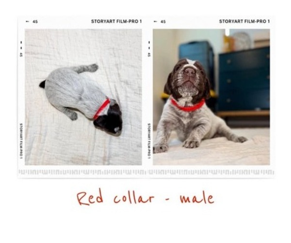Medium Photo #8 Wirehaired Pointing Griffon Puppy For Sale in Leamington, Ontario, Canada