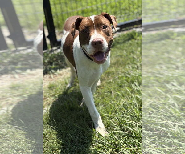 Medium Photo #1 Mutt Puppy For Sale in Virginia Beach, VA, USA