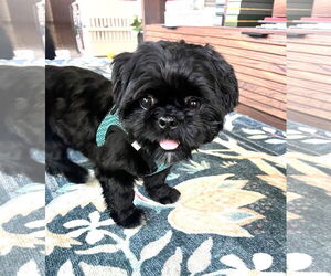 Shih Tzu Dogs for adoption in St. Louis Park, MN, USA