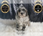 Puppy Champ AKC Poodle (Toy)