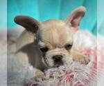 Small #6 French Bulldog