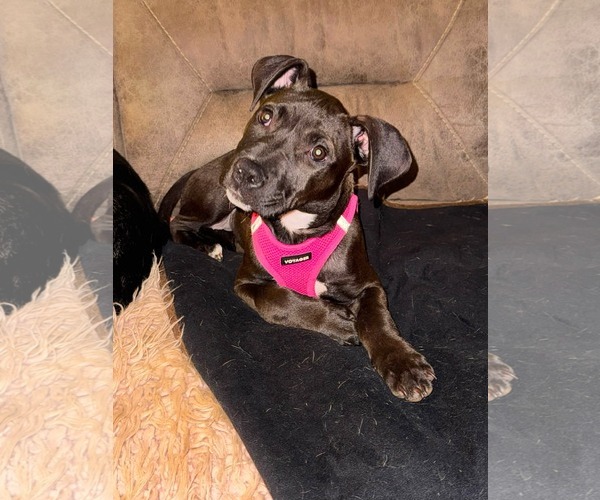Medium Photo #4 American Staffordshire Terrier-Unknown Mix Puppy For Sale in Holly Springs, NC, USA
