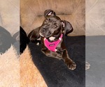 Small #3 American Staffordshire Terrier Mix