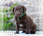 Small #2 Labrador Retriever
