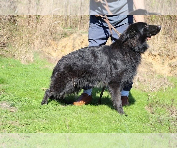 Medium Photo #5 German Shepherd Dog Puppy For Sale in DYERSBURG, TN, USA