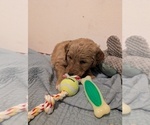Small Photo #2 Goldendoodle Puppy For Sale in ASHFORD, WA, USA