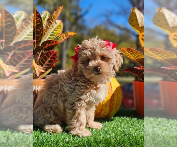 View Ad ShihPoo Puppy for Sale near Indiana, INDIANAPOLIS, USA. ADN840939
