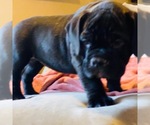 Small Photo #13 American Bully Puppy For Sale in MIDDLETOWN, OH, USA