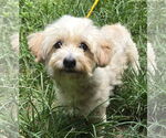 Small Shih Tzu Mix