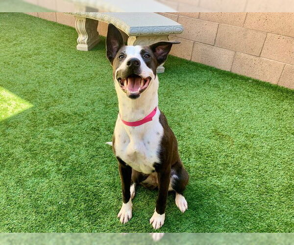 Medium Photo #2 Border Collie-Unknown Mix Puppy For Sale in Moreno Valley, CA, USA