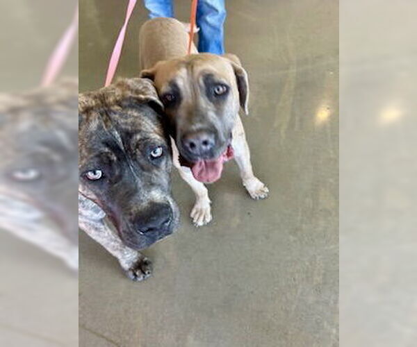 Medium Photo #2 Mutt Puppy For Sale in Pampa, TX, USA