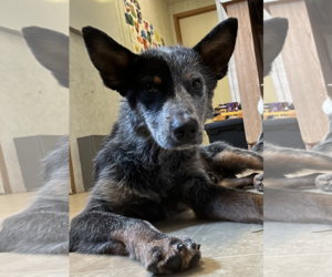 Mutt Dogs for adoption in Newfoundland, PA, USA
