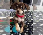 Small #3 Chiweenie
