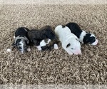 Small Photo #2 Aussiedoodle Miniature  Puppy For Sale in LAPOINT, UT, USA