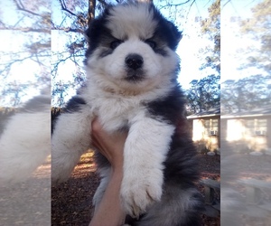 Siberian Husky Puppy for sale in FLORENCE, SC, USA
