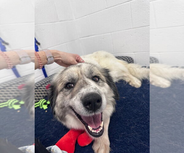 Medium Photo #4 Great Pyrenees-Unknown Mix Puppy For Sale in Pierceton , IN, USA