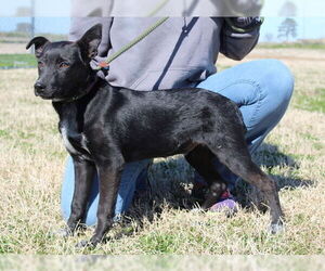 Indigo - Indeed a Good Boy! - Male Mutt Dog for Adoption - Photo #27